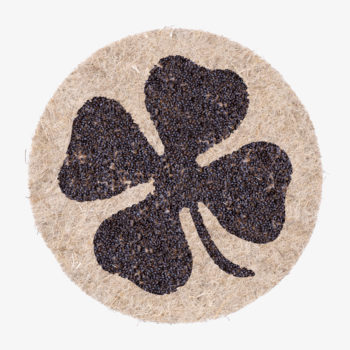 Vierblättriges Glückskleeblatt aus wachsenden Pflanzensamen zum gießen.