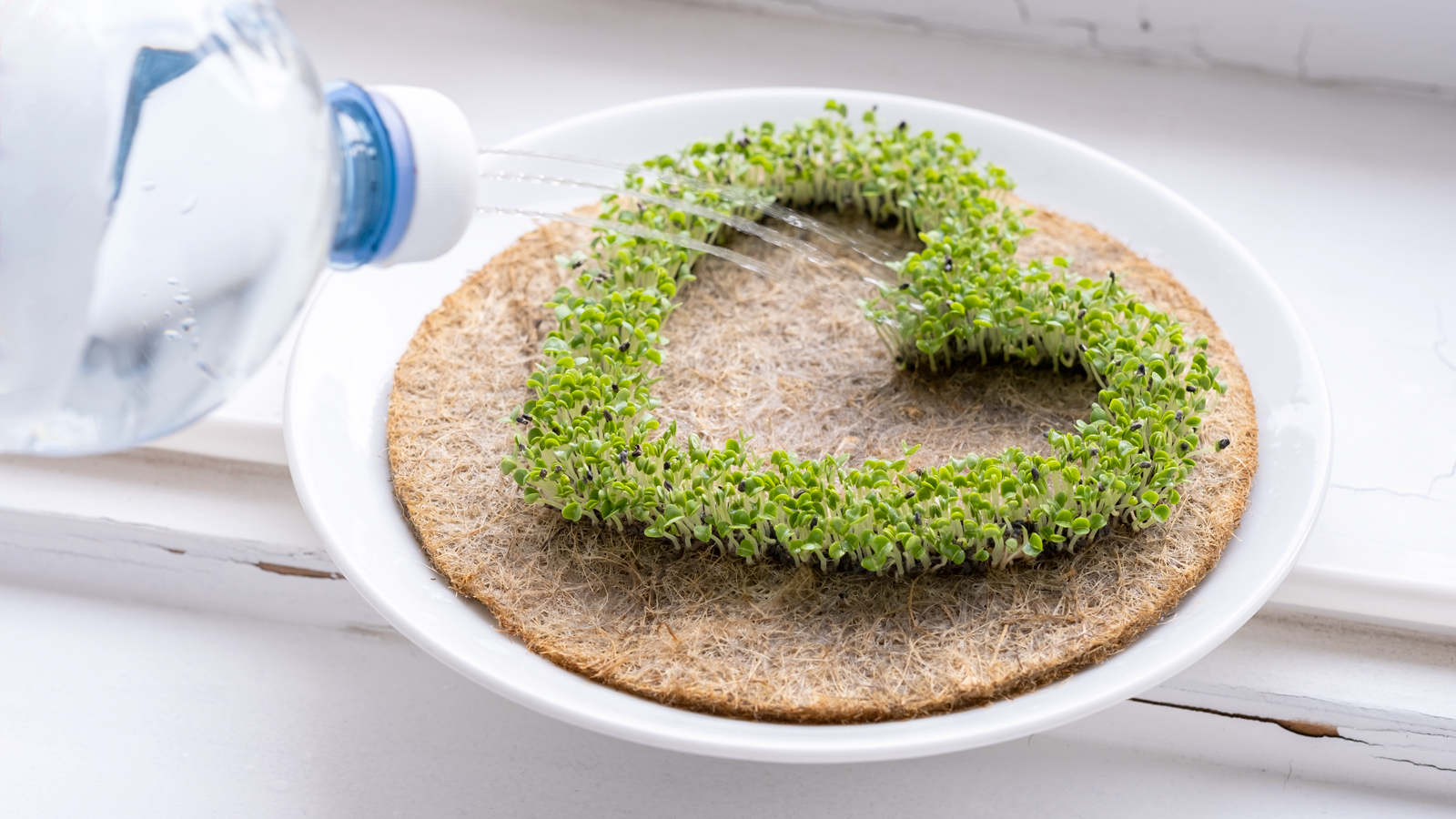 Leafling-heart-growing-cress-symbols-watering