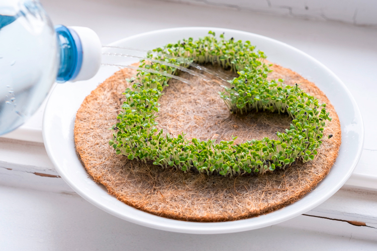 Leafling-heart-growing-cress-symbols-watering