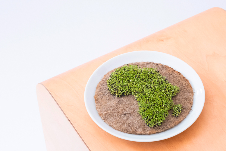 growing-africa-continent-shape-cress
