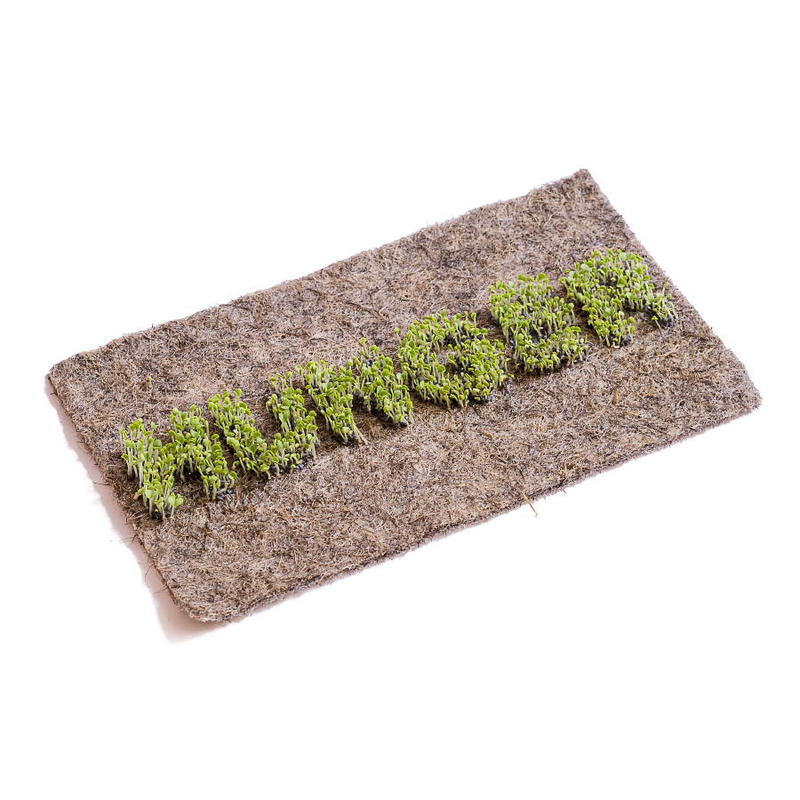 LEAF-008_bearbeitet_freigestellt